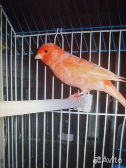 Канарейки (кенара) и щегол