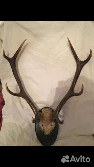 Рога оленя