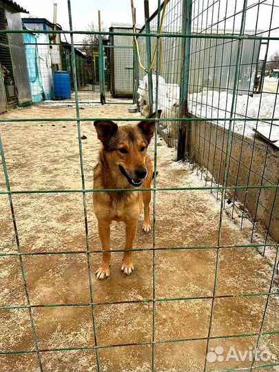 Собака в добрые руки из приюта бесплатно