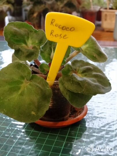 Комнатные цветы