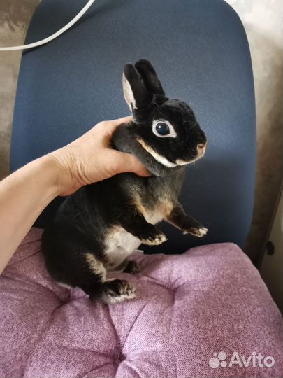 Кролик Карликовый рекс девочка