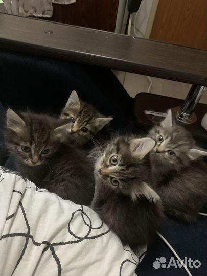 Кошки в добрые руки