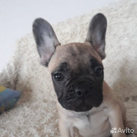 Продаются щенки французского бульдожки