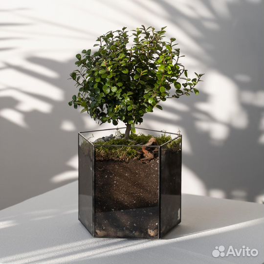 Комнатное растение мирсина в кашпо пятиугольник