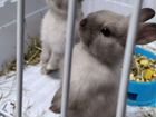 Карликовый кролик с клеткой объявление продам