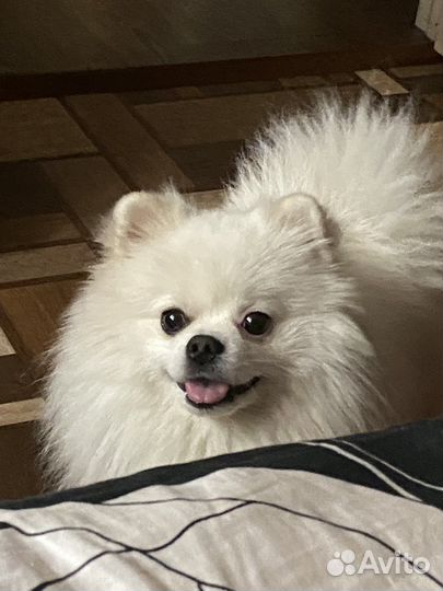 Вязка