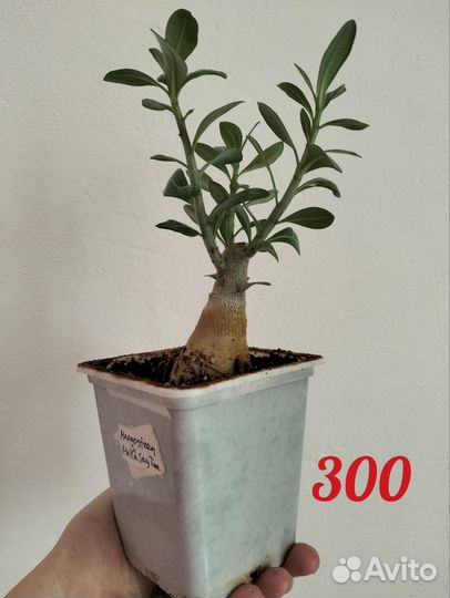 Адениум обесум