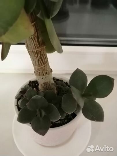 Крассула толстянка