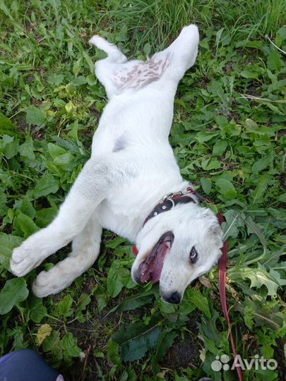 Дрессировка. Домашняя Зоогостиница для собак