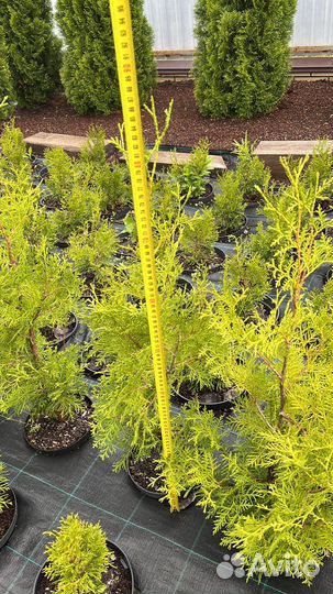 Туя смарагд