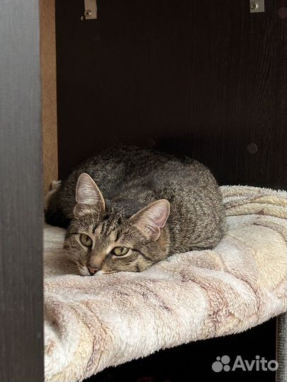 Потерялась кошка