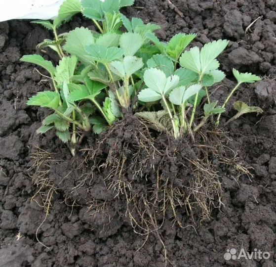 Клубника ремонтантная сорт Мурано