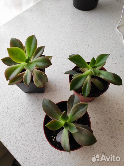 Суккуленты, эхеверии, граптоверии