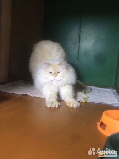 Зоогостиница