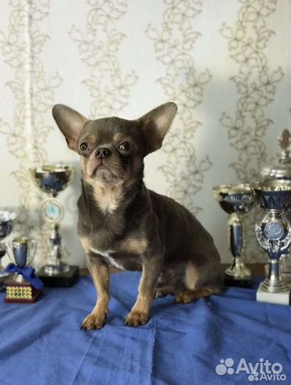 Девочка Солли