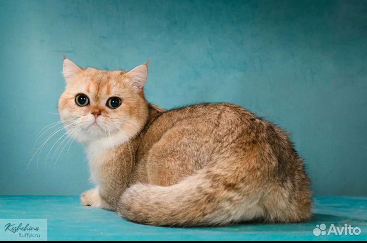 Британец в разведение