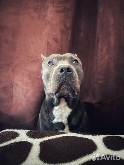 Амстафф вязка