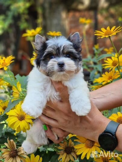 Бивер мини мальчик