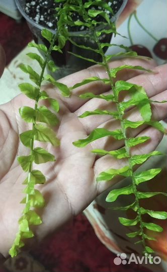 Папоротник вариегатный Тигр