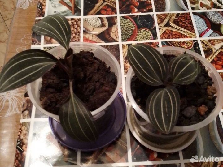 Орхидея из сорта драгоценных