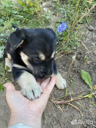 Щенки в добрые руки