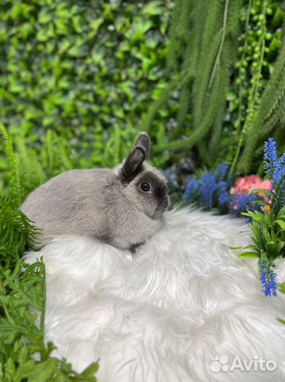 Царские кролики