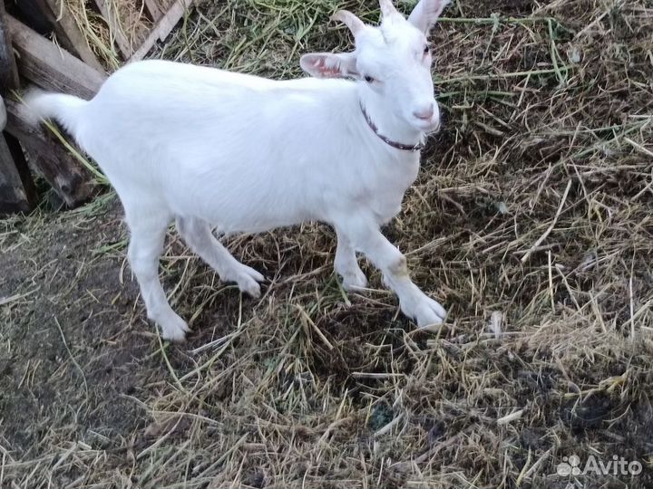 Зааненские козы племенные