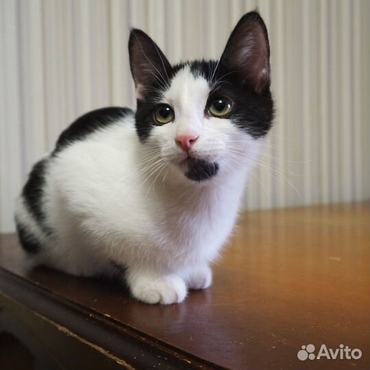 Бородатая черно белая кошка из приюта