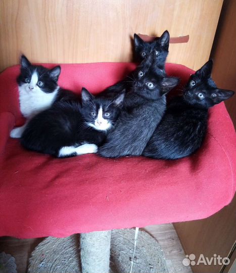 Отдам котят в добрые руки