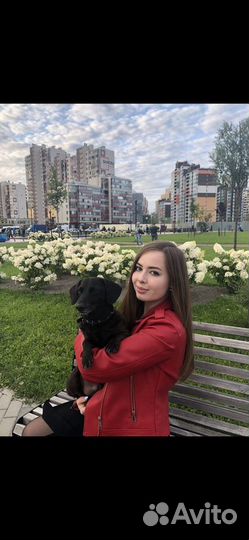 Догситтер, Передержка, выгул