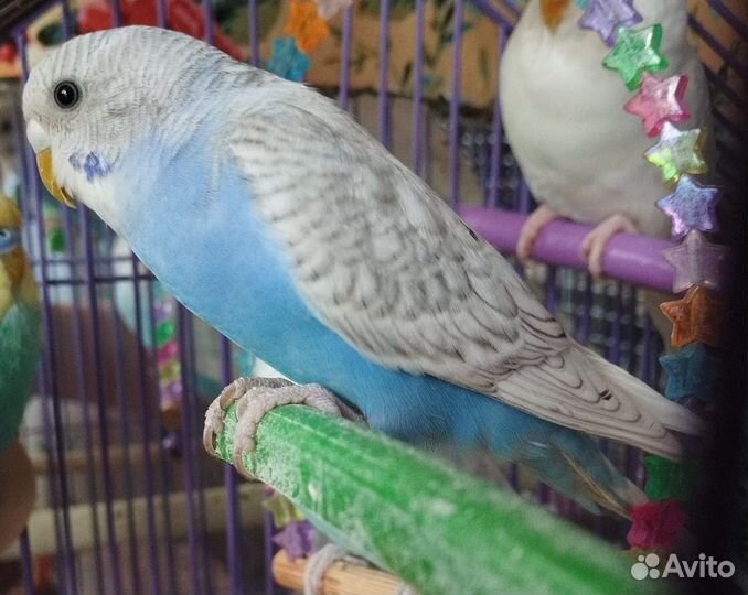 Птенчики волнистого попугайчика девочки