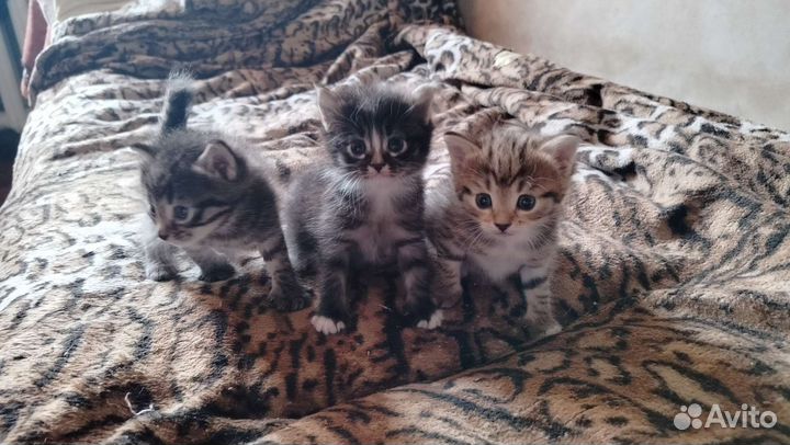 Котята курильского бобтейла