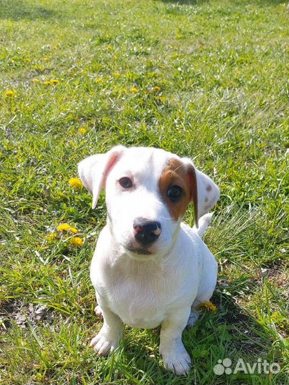Джек Рассел терьер