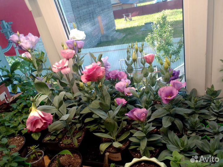 Эустома в горшке