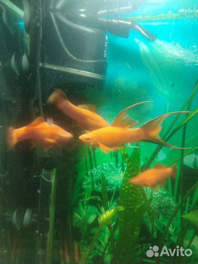 Аквариумные рыбки Меченосцы