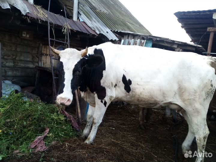 Тёлка стельная и телочки