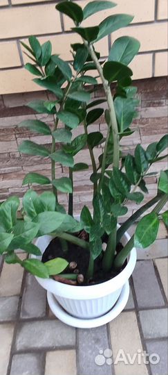 Замиокулькас