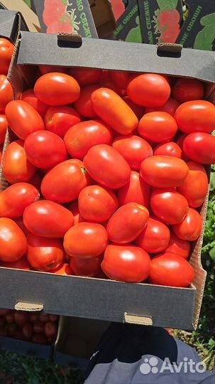 Помидоры