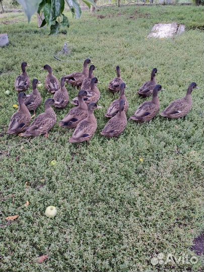 Подсадные утки чубарые