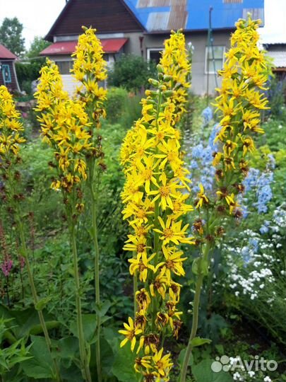 Хоста голубая и ассортимент многолетников