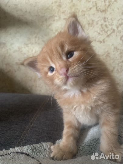 Котята мейн-кун