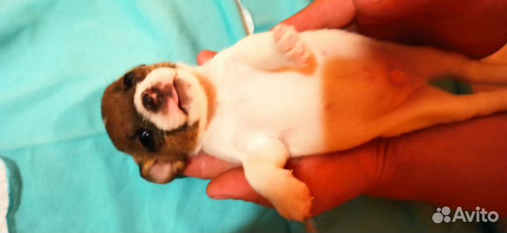 Щенки Джек Рассел Терьер