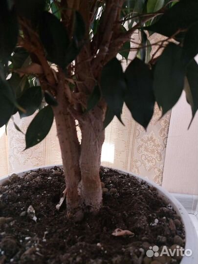 Фикус бенджамина большой