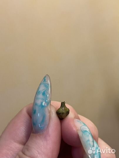 Алоказия бамбино клубень