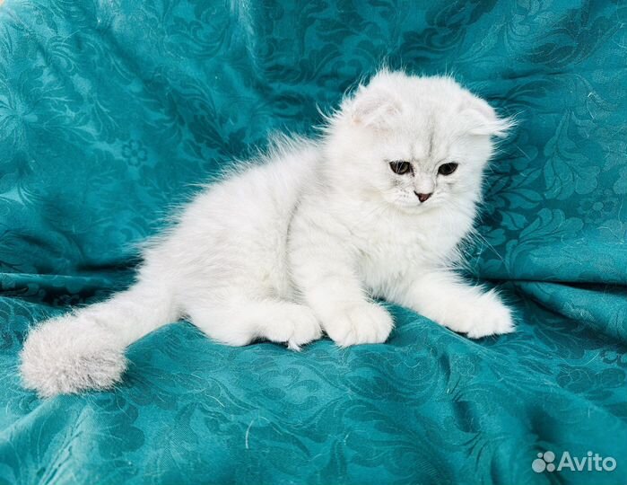 Шотландский котенок фолд