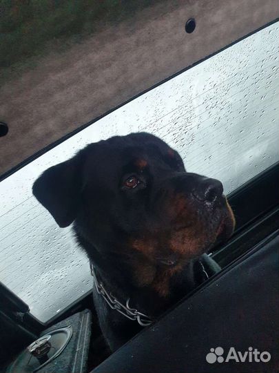 Вязка ротвейлера