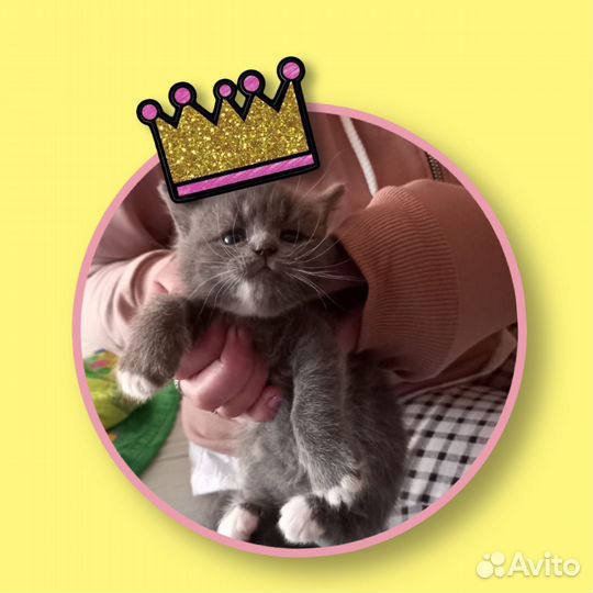 Котята в добрые руки бесплатно