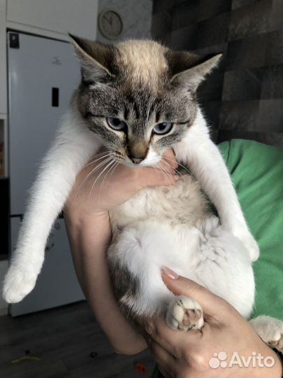 Кошки в добрые руки бесплатно