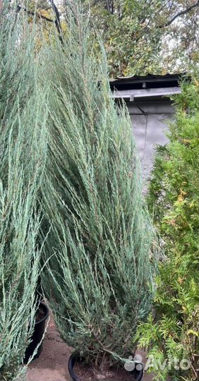 Можжевельник Блю Эрроу из питомника с доставкой