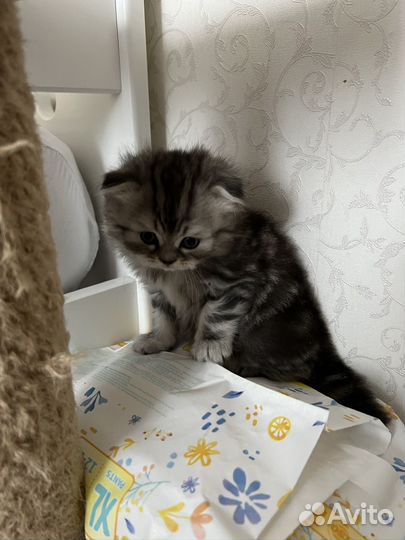 Шотландские котята